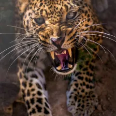 Arminasas
